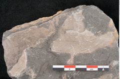 Foto (Detailansicht) von Daphnogene primigenia Ettingshausen (NHMW-GEO-2024-0188-10597)